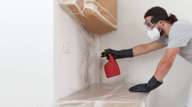 Basement Mold Remediation treatment on basement walls in Millheim